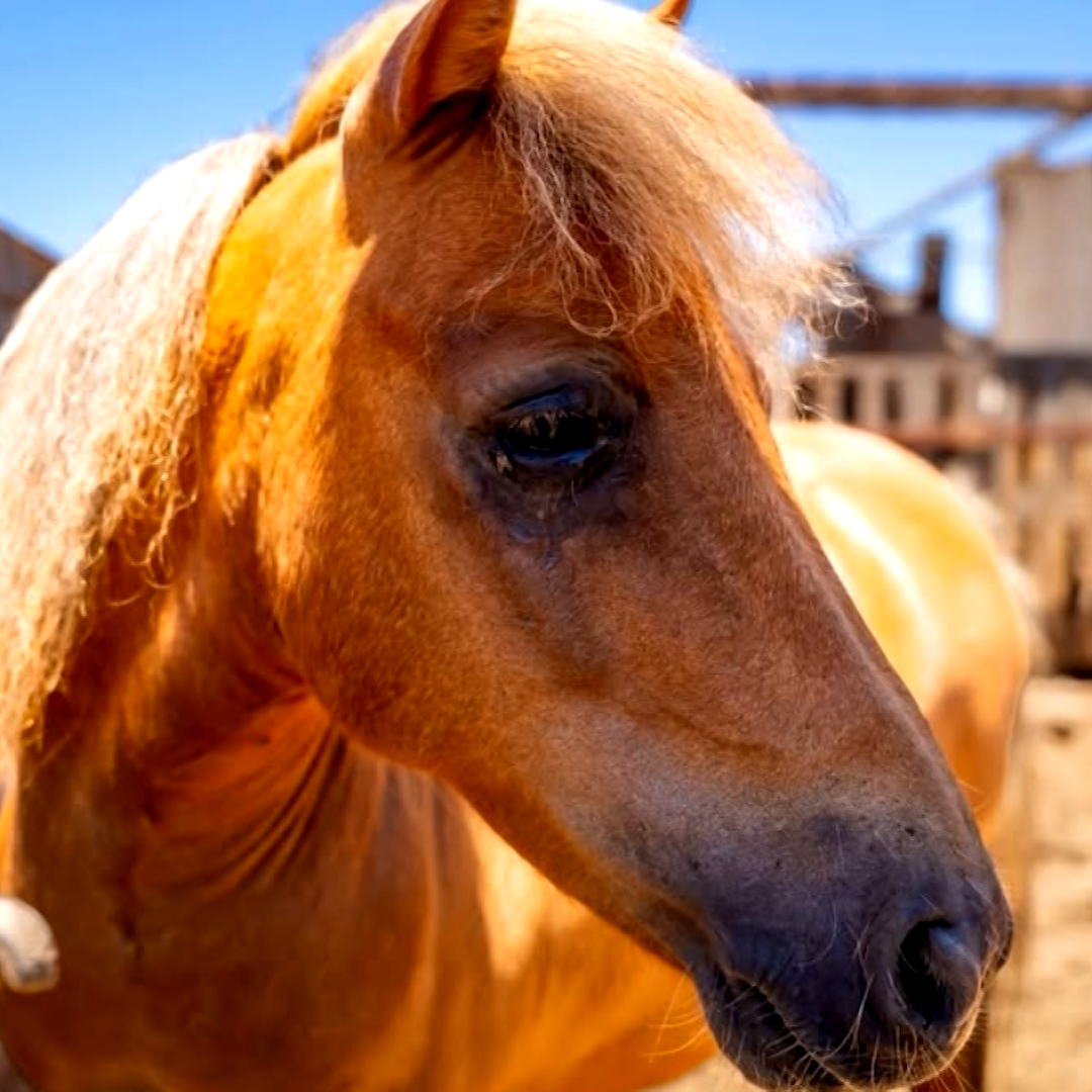 Investigan Rancho Donde Fue Rescatado Pony por Presunto Maltrato en Ensenada